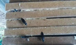 黑水虻养殖技术视频