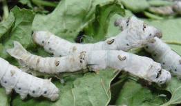 蚕的一生视频,从卵到丝的奇妙旅程